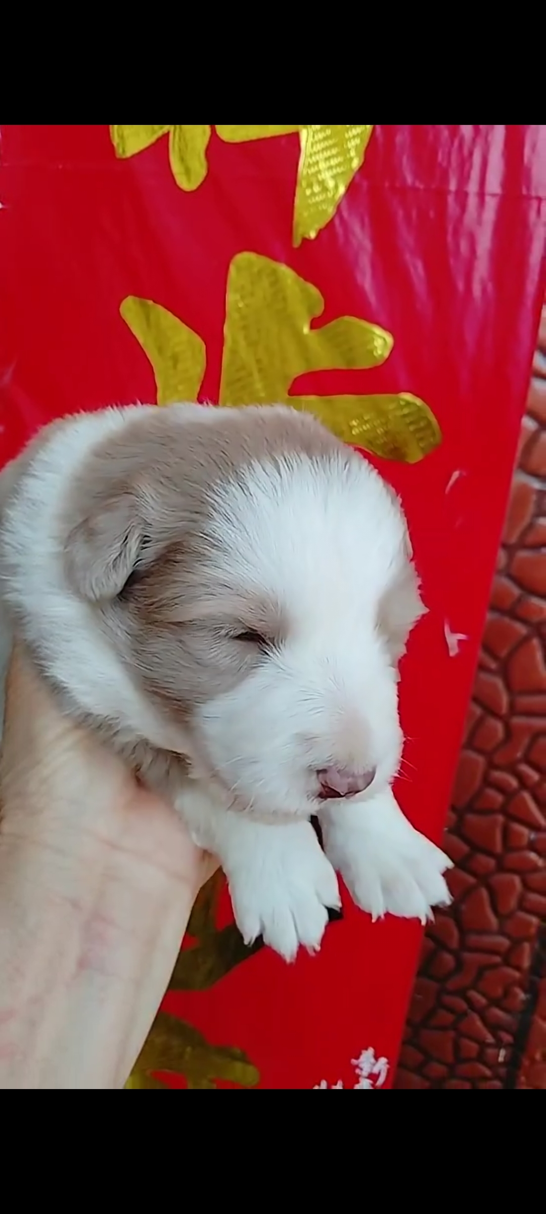 精品家养边牧幼犬找家长